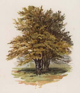 Puut: Pyökki (väri litho)