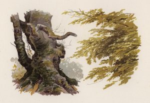 Puut: Pyökki (väri litho)