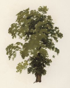 Puut: Elm (värilitro)