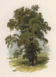 Puut: Jalava (väri litho)