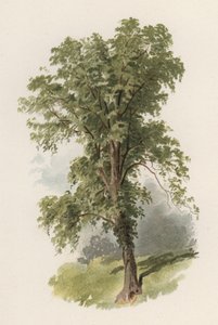 Puut: Jalava (väri litho)