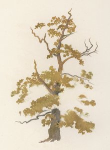 Puut: Tammi (väri litho)