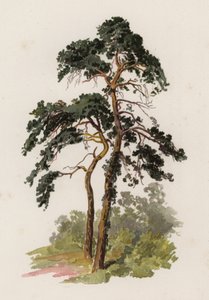 Puut: Scotch Fir (väri litho)