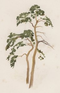 Puut: Scotch Fir (väri litho)
