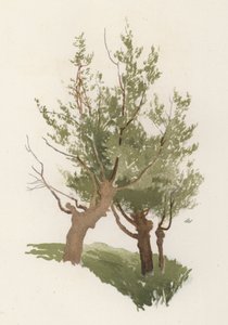 Puut: Willow (väri litho) tekijältä William Henry James (after) Boot