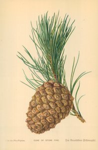 Kivimäntykäpy tekijältä William Henry James Boot