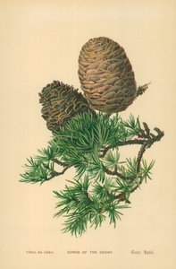 Cedarin käpyjä tekijältä William Henry James Boot