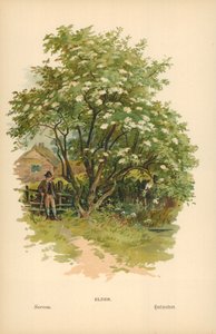 Vanhin tekijältä William Henry James Boot