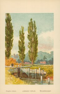 Lombardian poppeli tekijältä William Henry James Boot