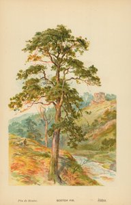Scotch Fir tekijältä William Henry James Boot