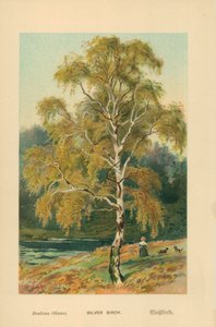 Hopeinen koivu tekijältä William Henry James Boot
