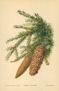 Kuusenkäpyjä tekijältä William Henry James Boot