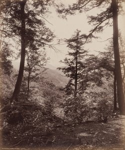 Kallionäkymä, puiden läpi,c. 1895 (kuva)