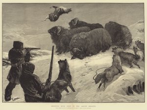 Myskihärkien ammunta arktisilla alueilla