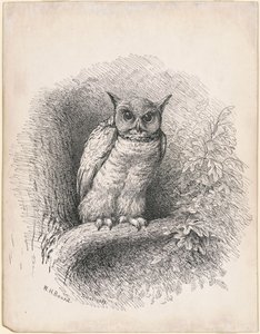 Pöllö tekijältä William Holbrook Beard
