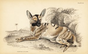 Afrikkalainen villikoira, Lycaon pictus, uhanalainen tekijältä William Home Lizars