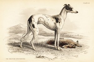 Brittivinttikoira, Canis lupus familiaris tekijältä William Home Lizars