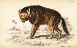 Ruskea hyena tai rantasusi, Hyaena brunnea (Hyaena fusca)