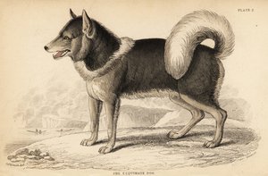 Kanadan eskimokoira tai qimmiq, Canis lupus tekijältä William Home Lizars