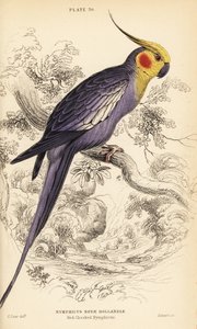 Cockatiel, Nymphicus hollandicus tekijältä William Home Lizars