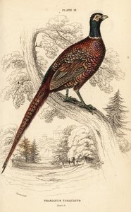 Tavallinen fasaani (rengaskaula), fasaani colchicus torquatus