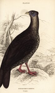 Harjakukko, Lophura ignita, naaras (Macartney-kukko, Euplocomus ignitus) tekijältä William Home Lizars