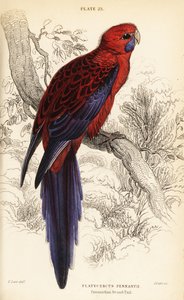Crimson rosella, Platycercus elegans tekijältä William Home Lizars