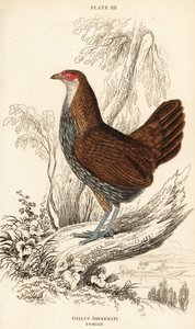 Harmaa viidakkolintu tai Sonneratin viidakkolintu, Gallus sonneratii (Gallus sonnerati) tekijältä William Home Lizars