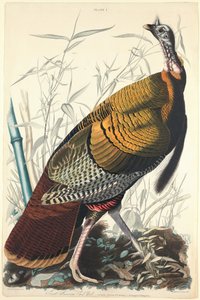 Great American Cock, 1827. finlandès