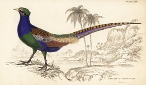 Vihreä fasaani tai japanilainen vihreä fasaani, uros, Phasianus versicolor