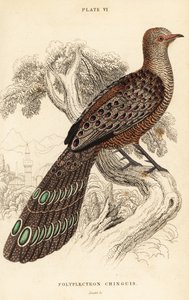 Harmaa riikinkukkofasaani tai burmalainen riikinkukkofasaani, Polyplectron bicalcaratum tekijältä William Home Lizars