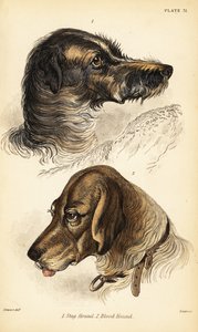 Polttarikoiran päät 1 ja verikoira 2, Canis lupus familiaris (Canis sagaces ja Canis sanguinarius) tekijältä William Home Lizars
