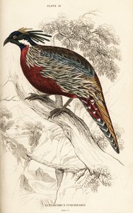 Koklass-fasaani, Pucrasia macrolopha tekijältä William Home Lizars