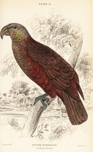 Uuden-Seelannin kaka, Nestor meridionalis tekijältä William Home Lizars