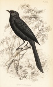 Pohjoinen mustaperhosieppo, Melaenornis edolioides tekijältä William Home Lizars