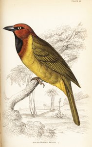 Oliivinaped kutoja tai pyöreäsiipinen kutoja, Ploceus brachypterus tekijältä William Home Lizars