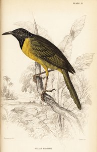 Oriole parta, Hypergerus atriceps tekijältä William Home Lizars