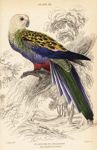 Vaaleapäinen rosella (palliceps) tekijältä William Home Lizars