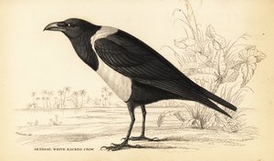 Varis, Corvus albus tekijältä William Home Lizars