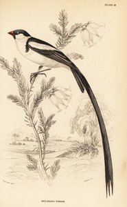 Pin-tailed Whydah, Vidua macroura (Red-billed whidah, Vidua erythrorhynchus) tekijältä William Home Lizars