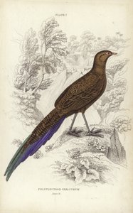 Polyplectron Chalcurum tekijältä William Home Lizars