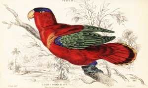 Purppuranaped lory, Lorius domicella