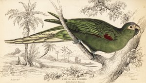 Punalapainen ara, Diopsittaca nobilis