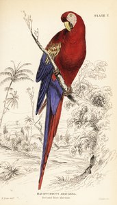 Scarlet ara, Ara macao