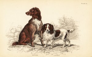 Setter ja cockerspanieli, Canis lupus familiaris tekijältä William Home Lizars