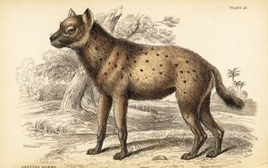 Täplähyeena tai naurava hyeena, Crocuta crocuta (Hyaena crocuta) tekijältä William Home Lizars