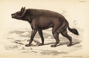 Raidallinen hyeena, Hyaena hyaena (Aavikon alaston hyaena, Hyaena vulgaris)