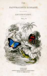 The Naturalists Library, Entomology, Vol V, Butterflies, c1833-1865. tekijältä William Home Lizars