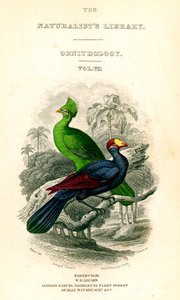 Naturalists Library, Ornithology, Senegal Touraco, Violet Plantain Eater, c1833-1865. tekijältä William Home Lizars