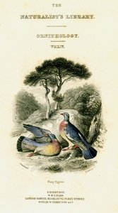 The Naturalists Library, Ornithology Vol V, Ring Pigeon, c1833-1865. tekijältä William Home Lizars